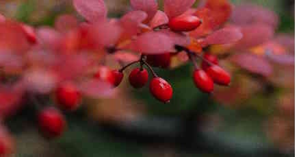 Hypnose-conversation